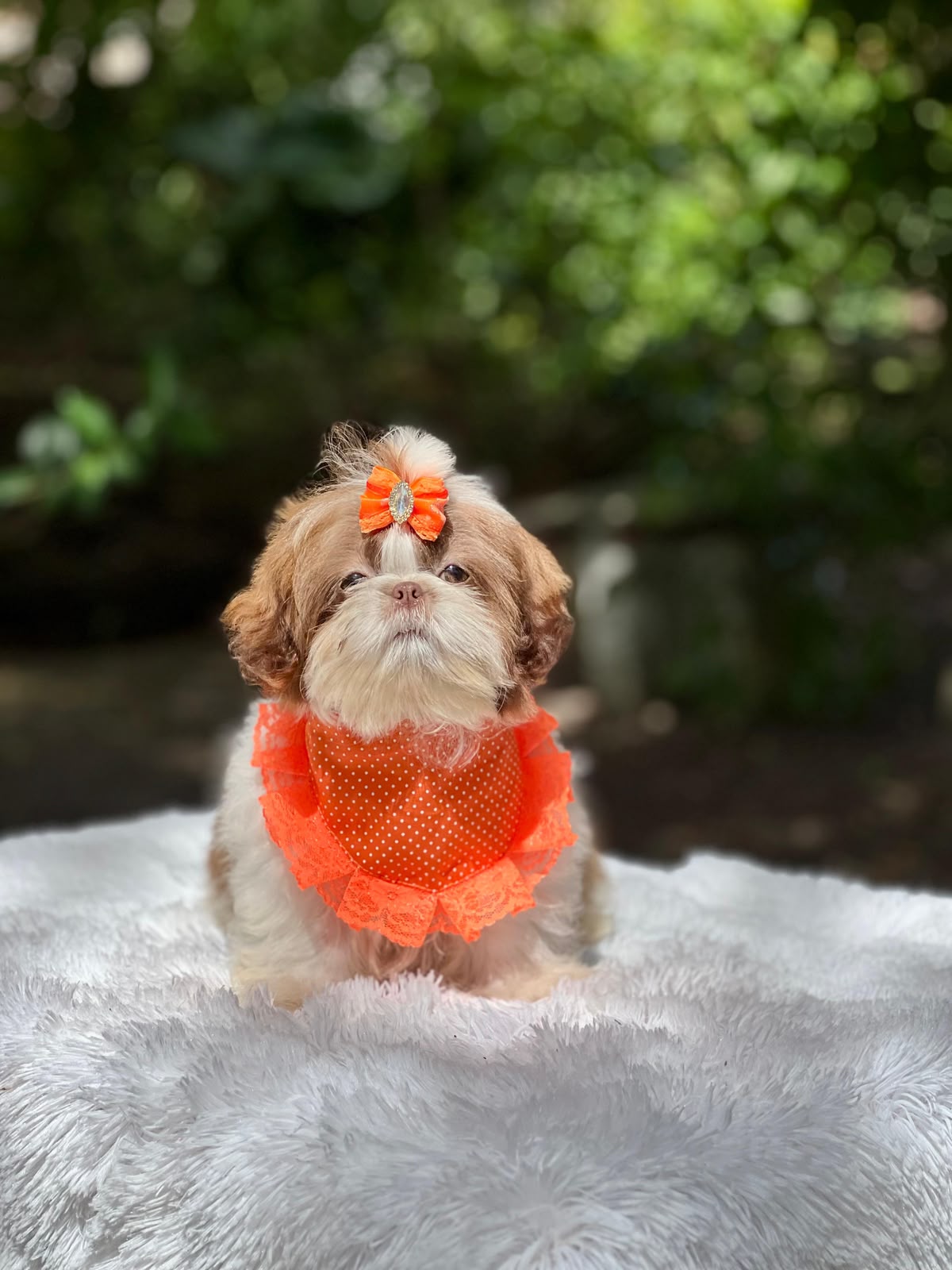 Shih-tzu