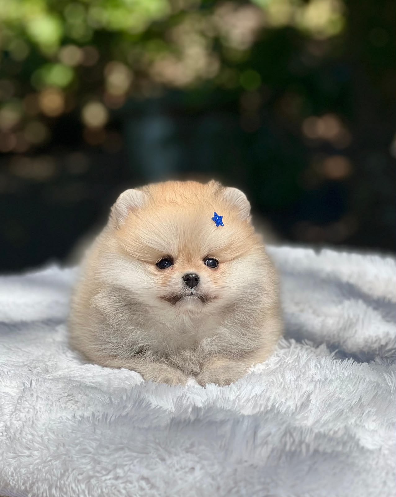 Spitz Alemão