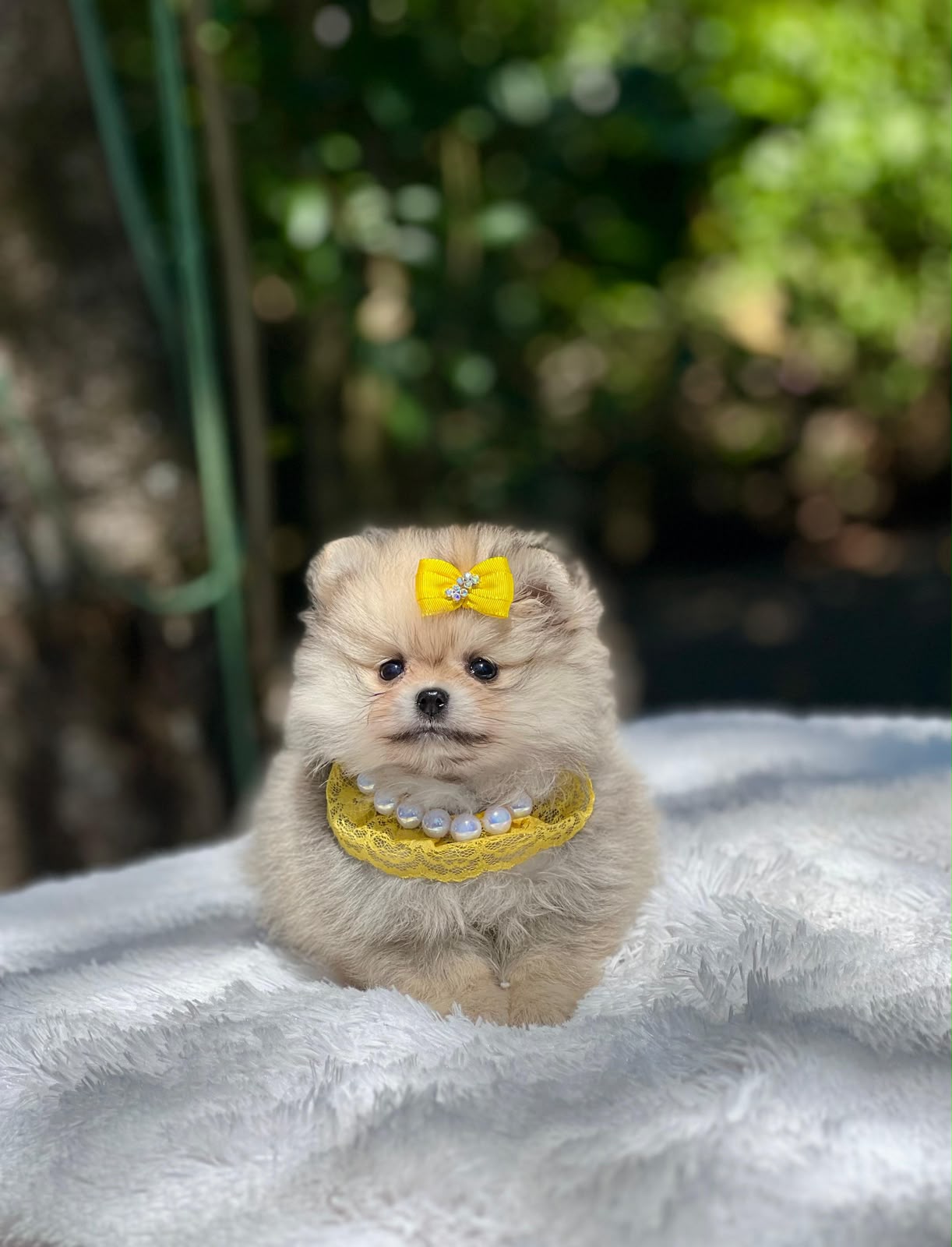 Spitz Alemão
