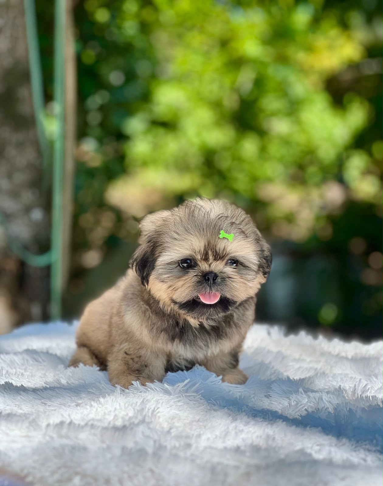 Shih-tzu