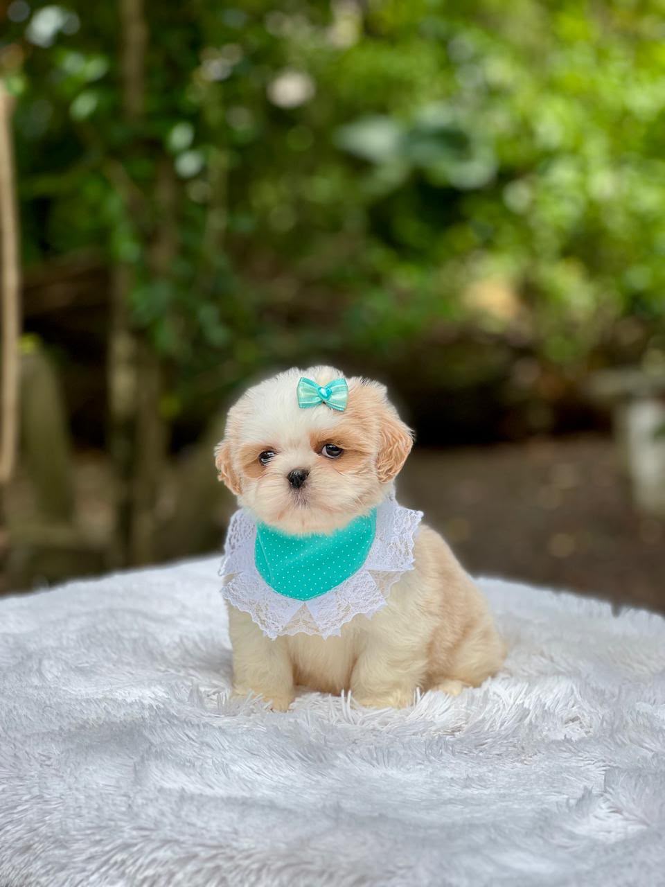 Shih-tzu